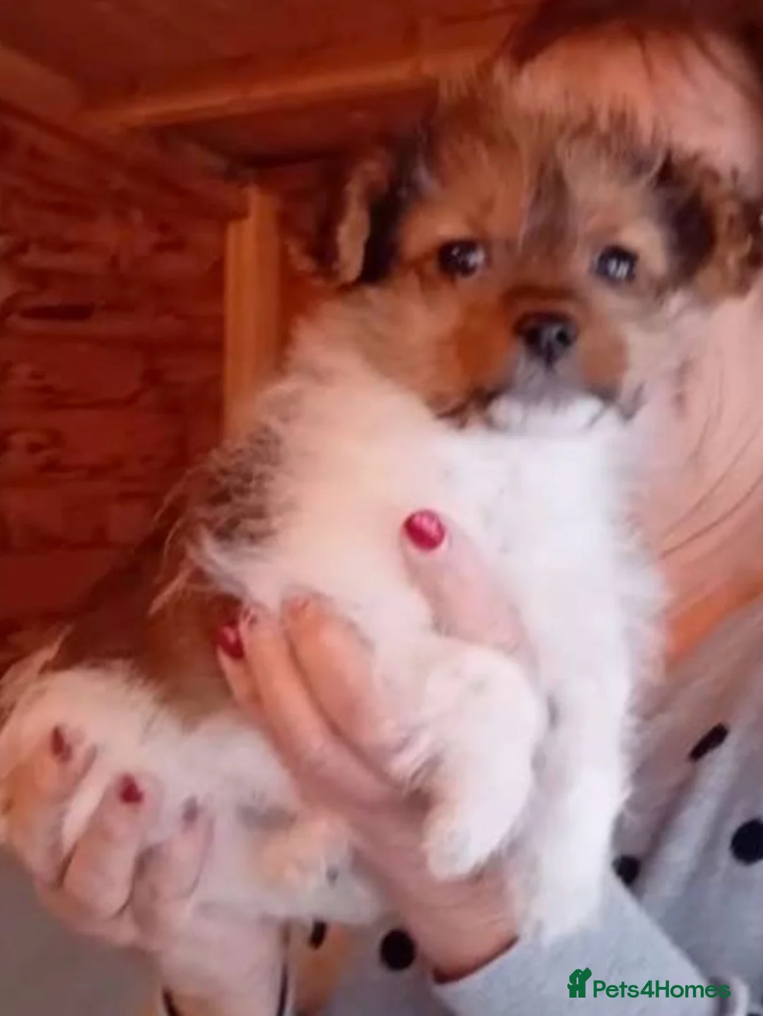 Mixed Breed dogs for sale: Beautiful Shih Tzu x Jack Russell Puppy – 13 Weeks - Advert 3