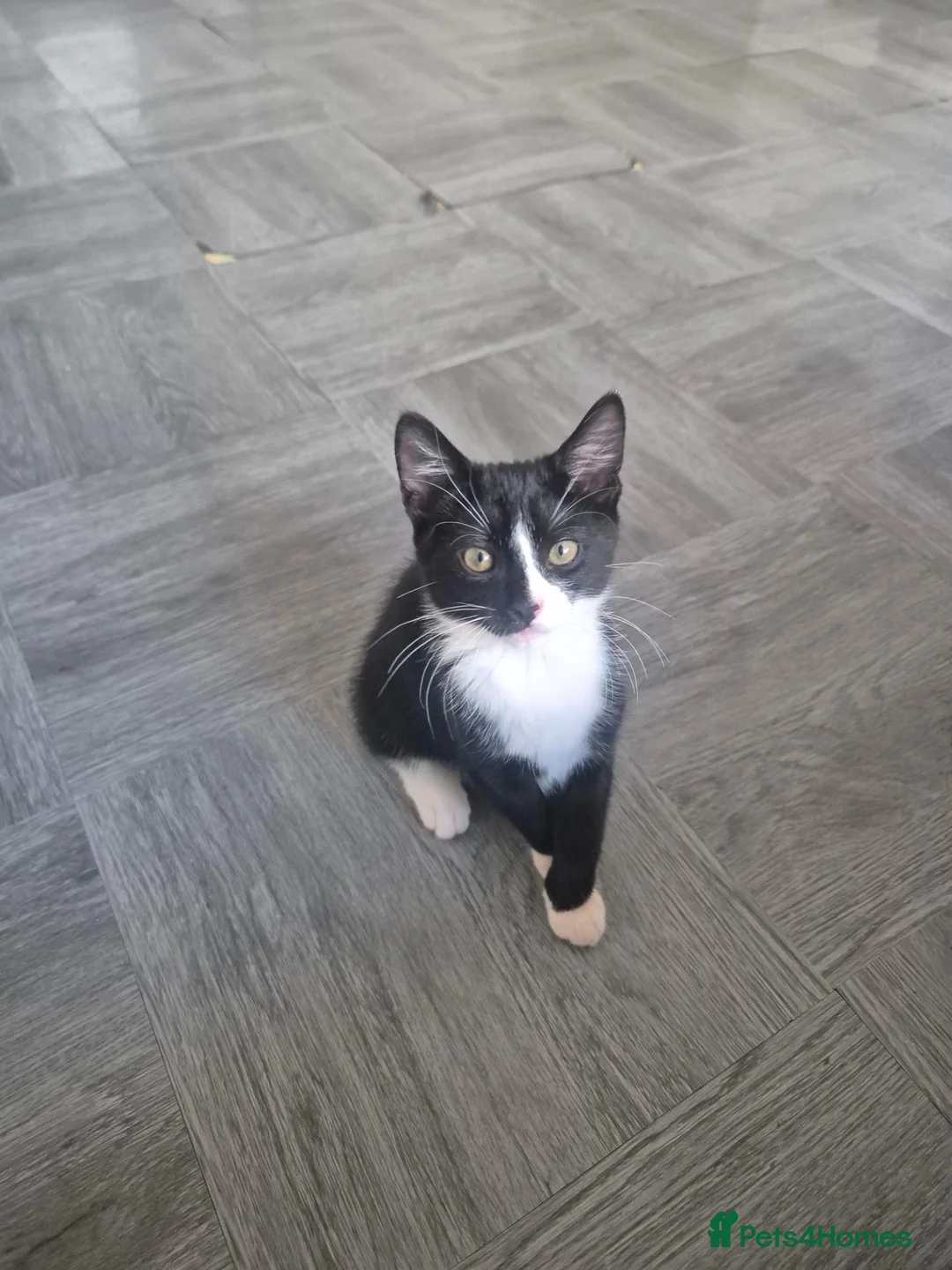 Mixed Breed cats for sale: Lovely Male Kitten Seeking His Forever Home - Advert 1