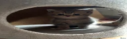 British Shorthair cats for sale: British shorthair kittens in Edinburgh - Advert 3