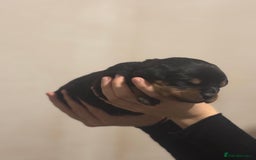 Rottweiler dogs for sale: Rottweiler puppies - Image 5