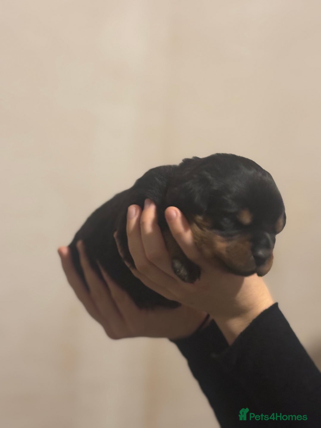 Rottweiler dogs for sale: Rottweiler puppies - Image 5