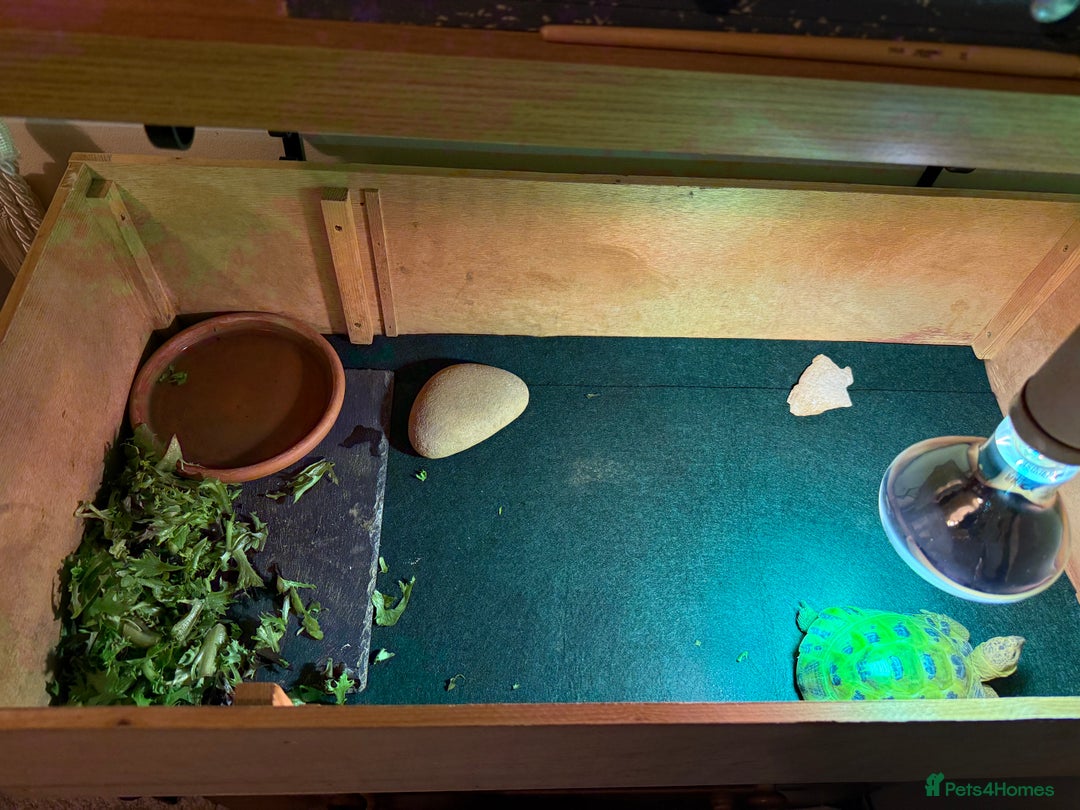 Tortoise reptiles for sale: Russian / Horsfield tortoise - Advert 4