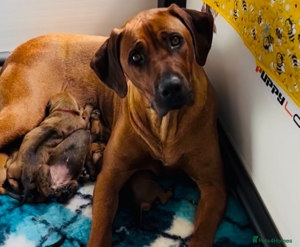 Rhodesian Ridgeback dogs 5 Star Council Registered Breeder         - Advert 1