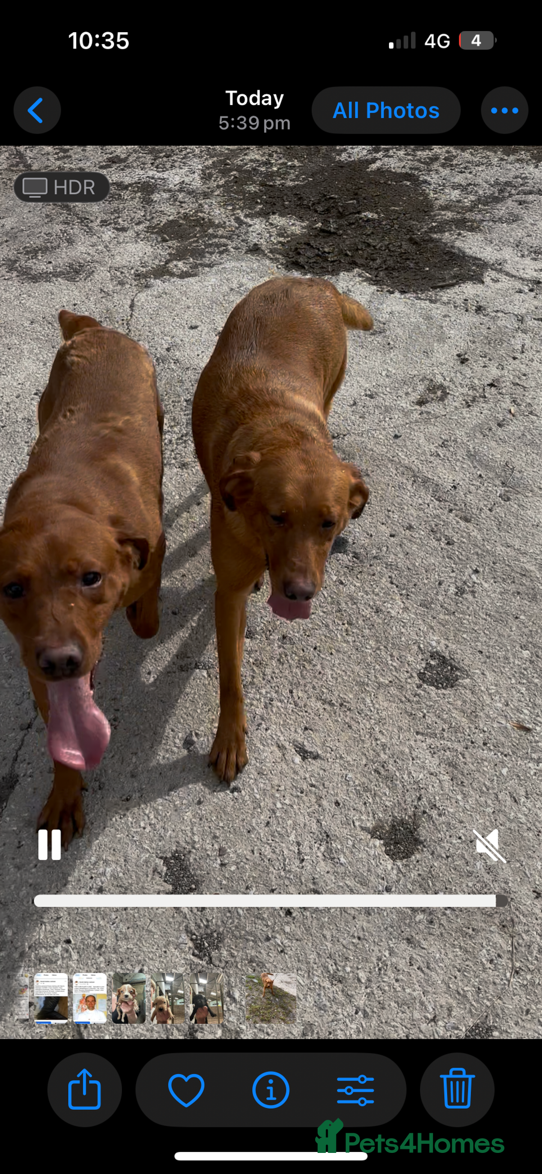 Labrador Retriever dogs for sale: Kc red red Labrador bitch . 4 year old - Image 2
