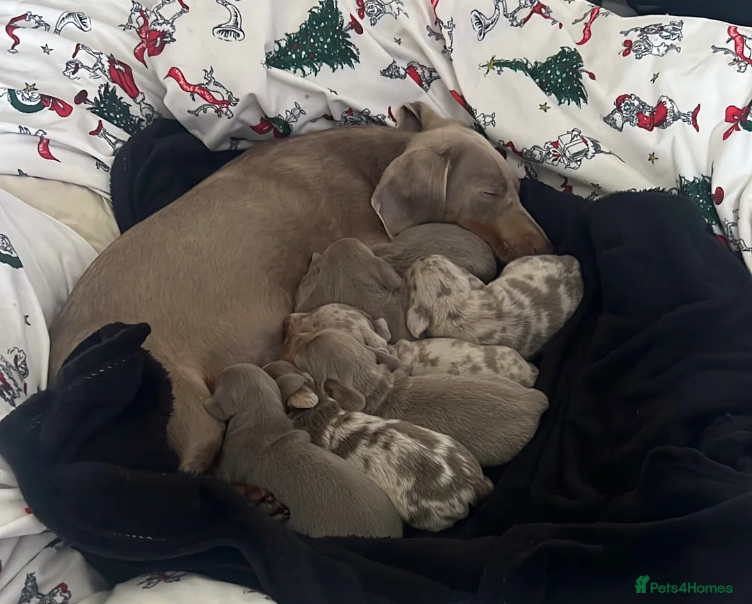 Dachshund dogs for sale: Isabella / Isabella dapple long/short hair  - Advert 8