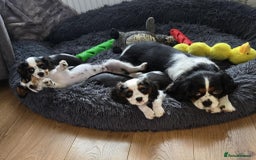 Cavalier King Charles Spaniel dogs for sale: Amazing King Charles Cavalier KC Reg Puppies - Image 12