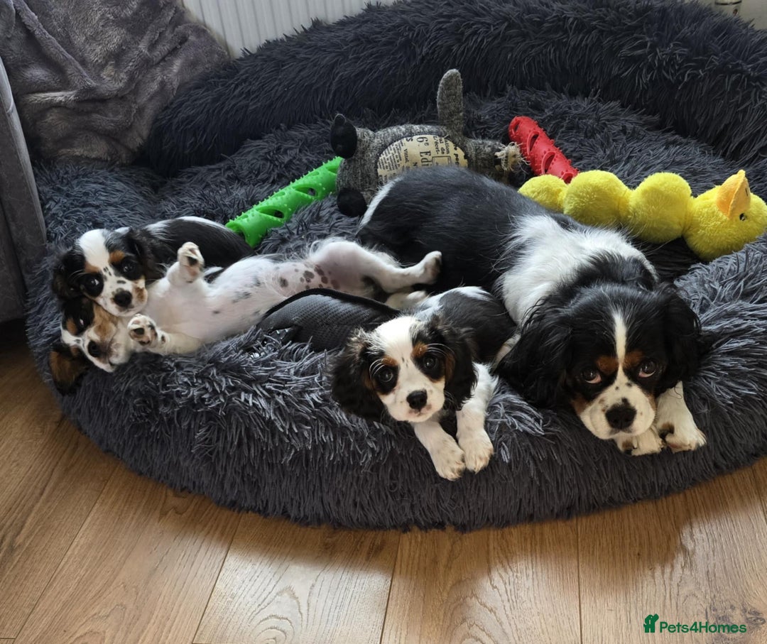 Cavalier King Charles Spaniel dogs for sale: Amazing King Charles Cavalier KC Reg Puppies - Image 12