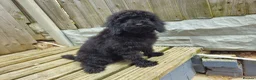Cockapoo dogs for sale: Cockapoo F2  2x Girls Left - Advert 12