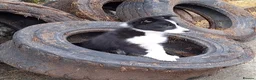 Border Collie dogs for sale: 6 adorable border collie pups in Bala - Advert 6