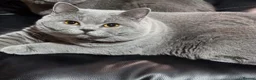 British Shorthair cats for sale: Last 2 Female Quality Kind Healthy GCCF Pedigree - Advert 6