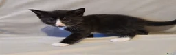 Russian Blue cats for sale: Kittens for sale - Advert 11