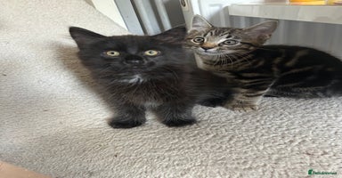 Maine Coon cats - Advert 12