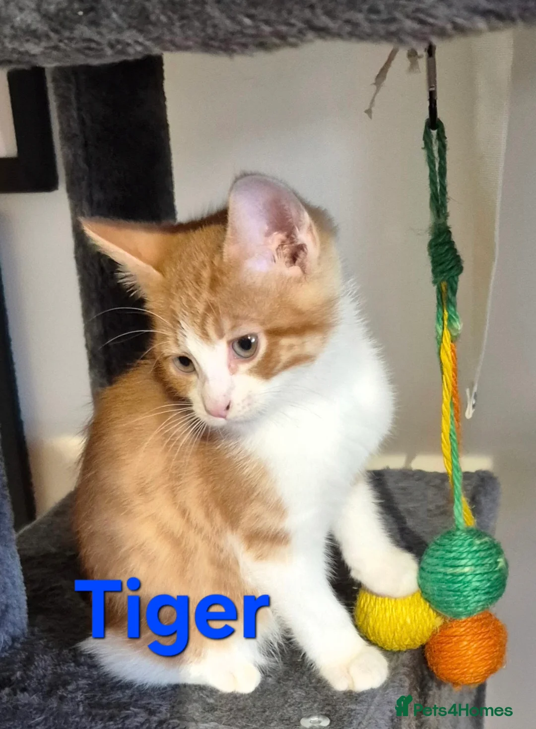 Mixed Breed cats for sale: Free to a good home - Advert 30