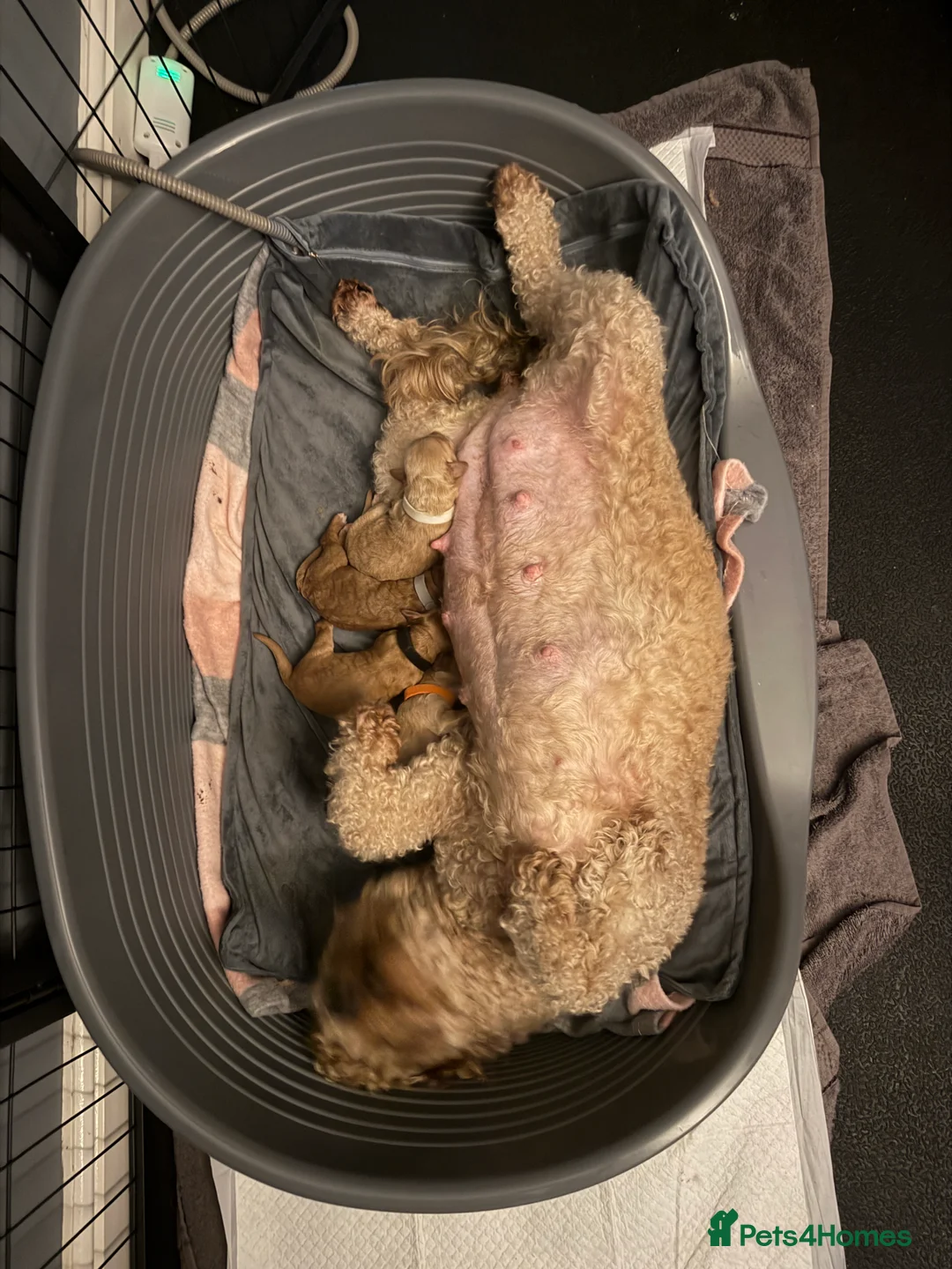 Cockapoo dogs for sale: COCKERPOO GIRLS F2B - Advert 17