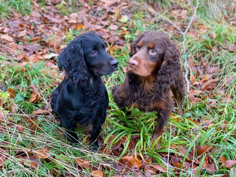 Cocker Spaniel dogs Smaller size, beautiful black cocker stud dog in Bristol - Advert 14