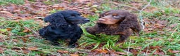 Cocker Spaniel dogs for stud: Smaller size, beautiful black cocker stud dog in Bristol - Advert 1