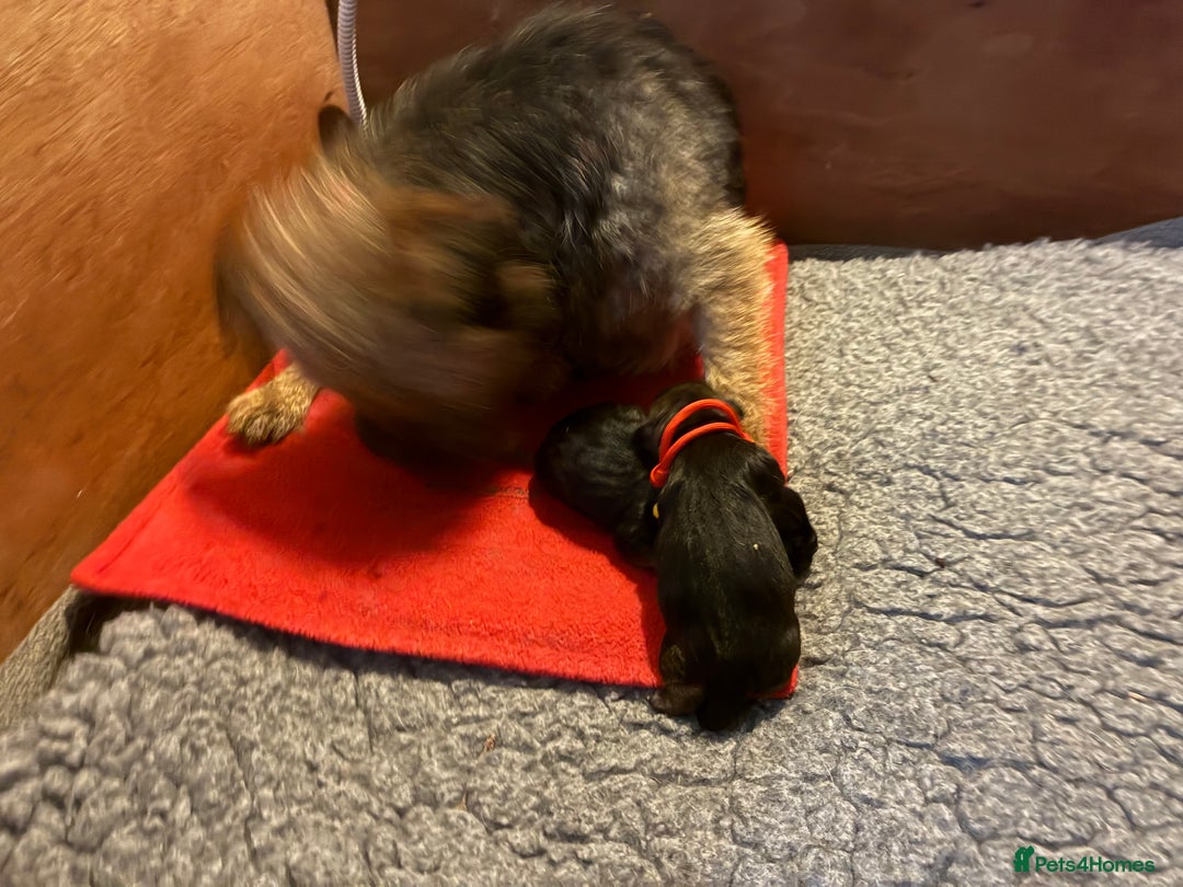 Border Terrier dogs for sale: Gorgeous Border Terrier girl - Image 5