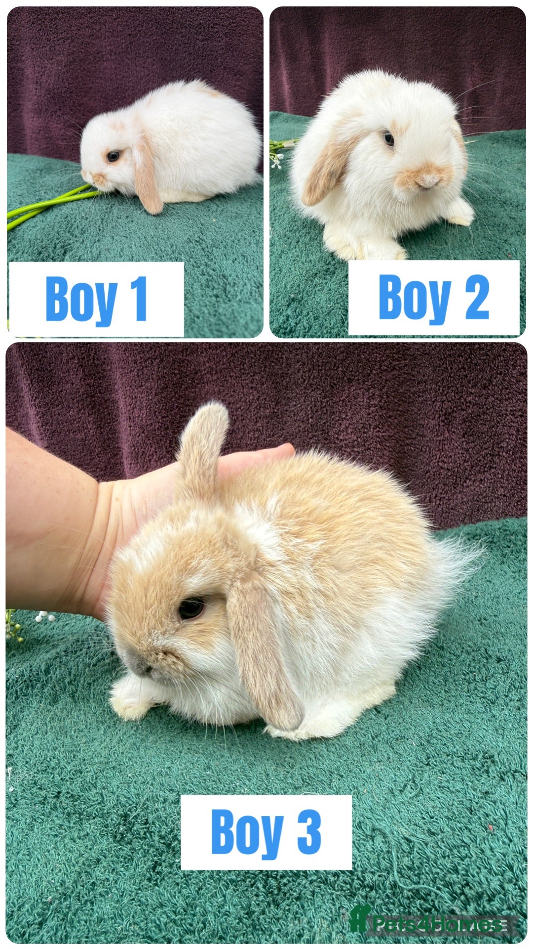 Mini Lop rabbits Three mini lop boys available  - Advert 1