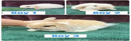 Mini Lop rabbits for sale: Three mini lop boys available  - Advert 1