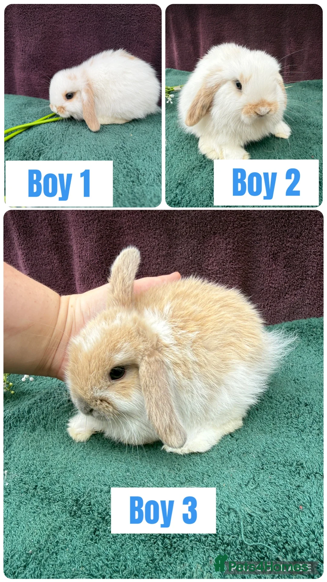 Mini Lop rabbits for sale: Three mini lop boys available  - Advert 1