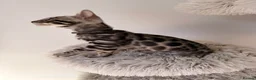 Bengal cats for sale: Exceptional Silver Bengal Kittens - Advert 4