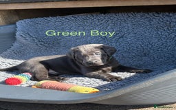 Labrador Retriever dogs for sale: Gorgeous KC Silver & Charcoal Labs - Image 13