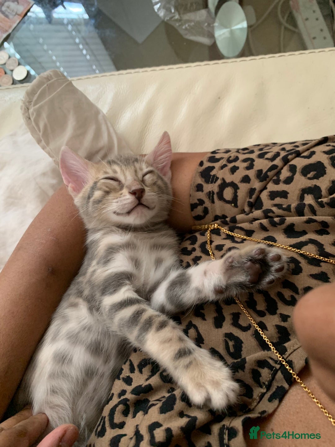 Bengal cats for sale: High Quality Bengal Beauty - Image 8