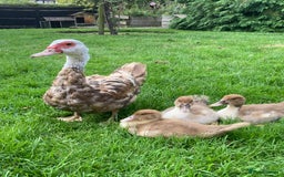 Ducks poultry for sale: Muscovy ducks - Image 6