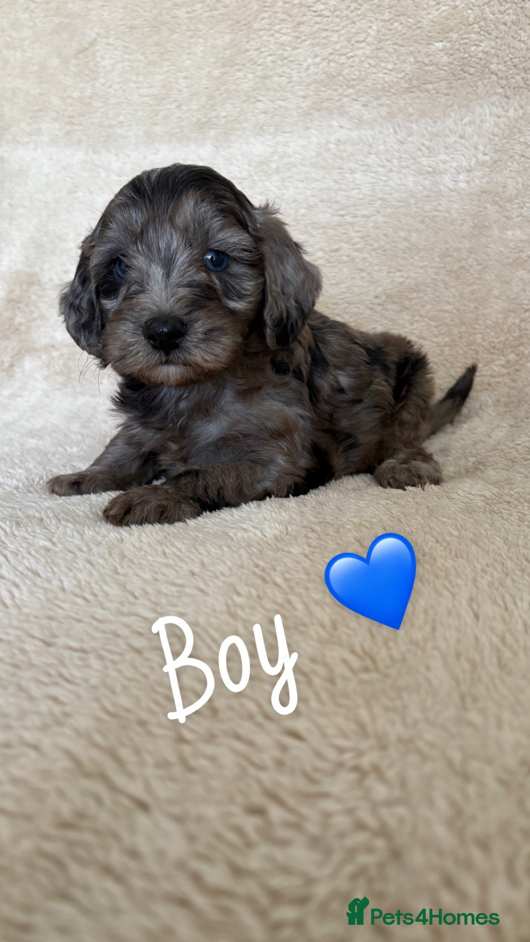Cockapoo dogs for sale: Cockapoo puppies  - Image 6