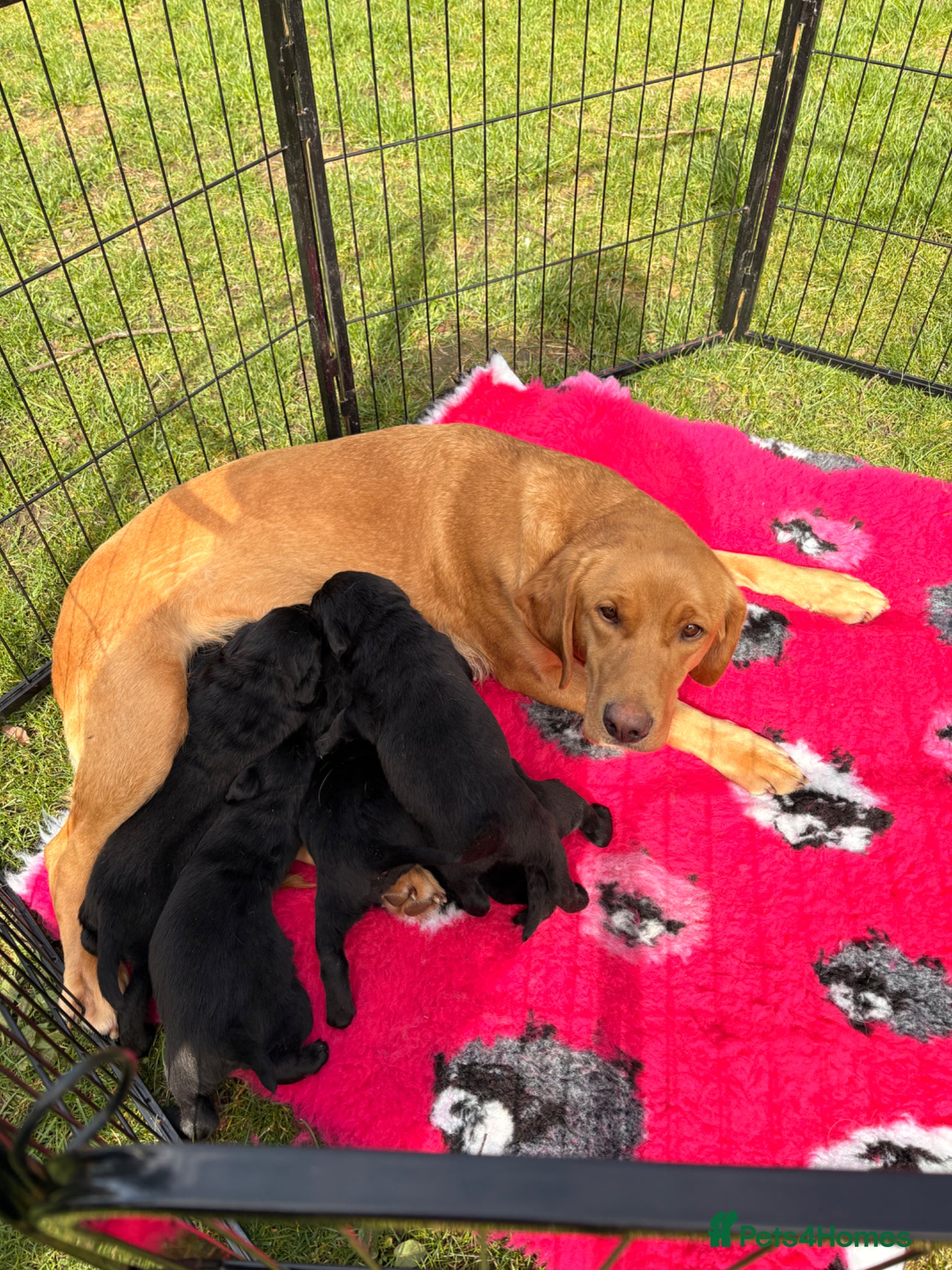 Labrador Retriever dogs KC full health tested Labrador puppies - Advert 2