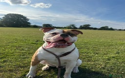 American Bulldog dogs for stud: Koda  - Image 4