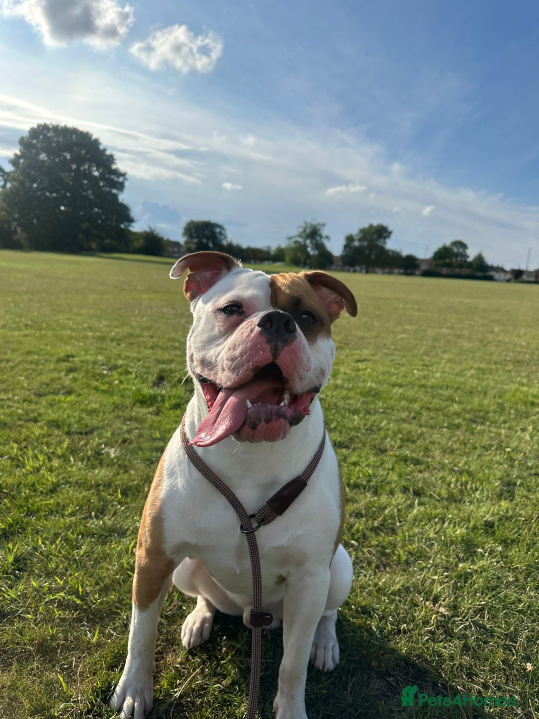 American Bulldog dogs for stud: Koda  - Image 4