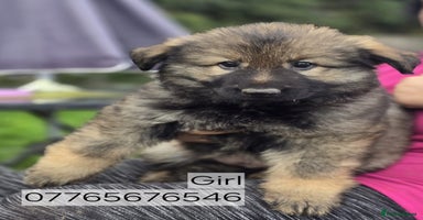 German Shepherd dogs German Shepherd Puppies Ready to Go Now Licenced - Advert 12