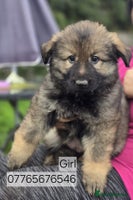 German Shepherd dogs German Shepherd Puppies Ready to Go Now Licenced - Advert 12
