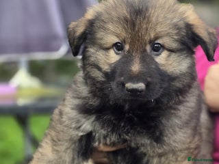 German Shepherd dogs German Shepherd Puppies Ready to Go Now Licenced - Advert 5