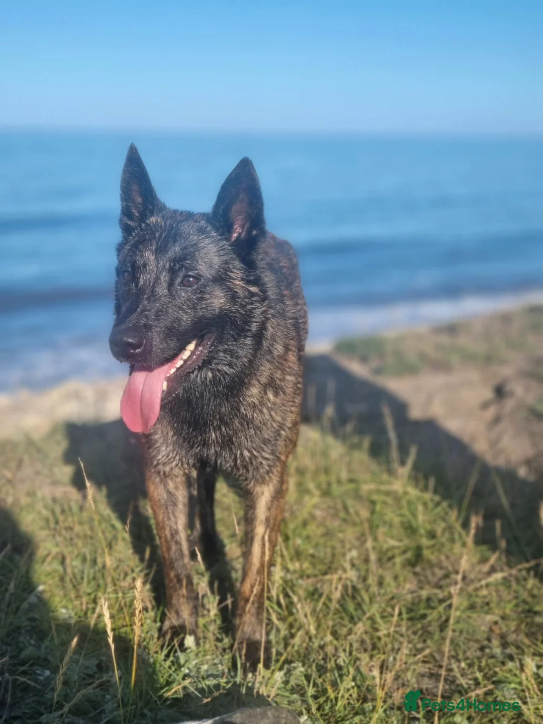 Mixed Breed dogs for sale: Dutch Herder puppies in Peterlee - Advert 3