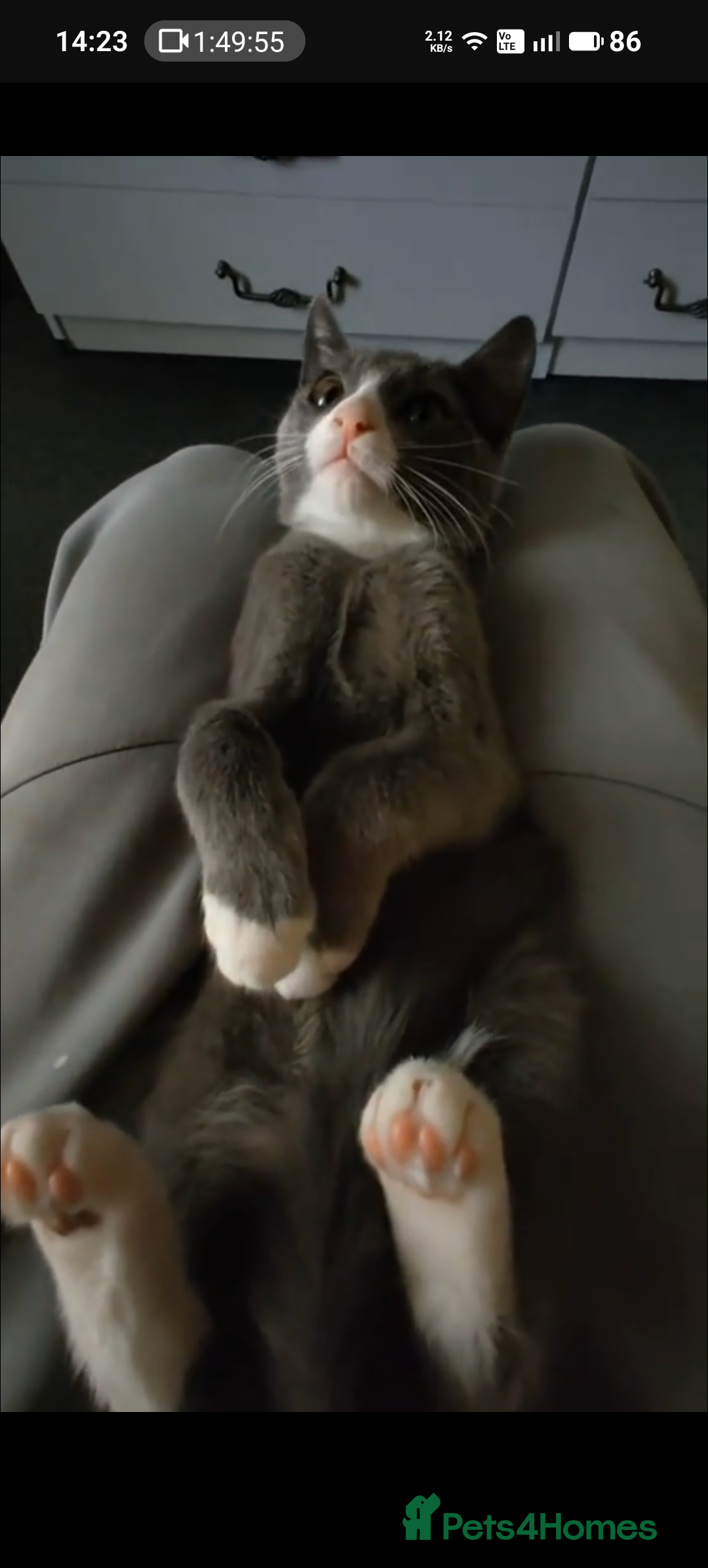 Russian Blue cats for sale: Russian Blue - Advert 2