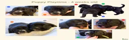 Mixed Breed dogs for sale: EXCLUSIVE LITTER: F1 Old English Bordeaux Puppies! - Advert 9