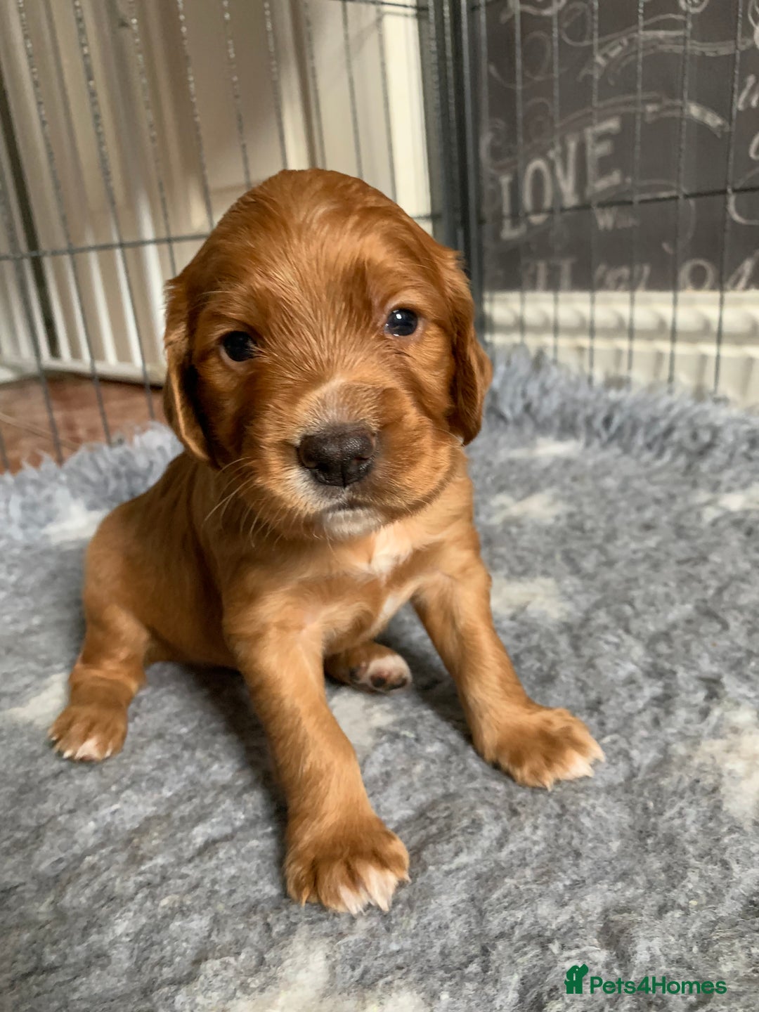 Cocker Spaniel dogs for sale: Gorgeous WCS pups - Image 21