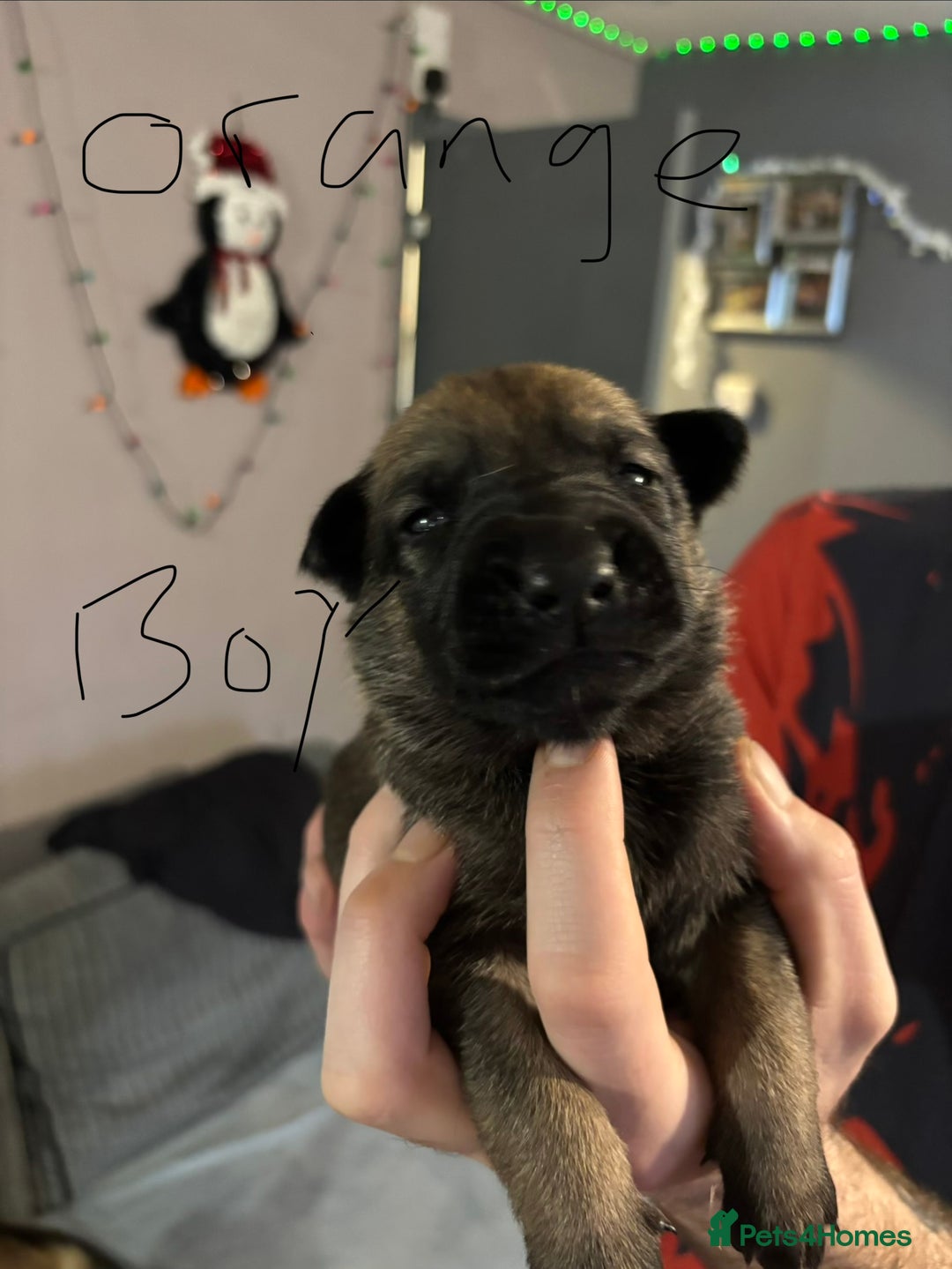 Mixed Breed dogs for sale: German Shepard x Belgian malinios - Advert 5