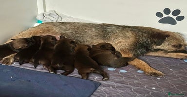 Border Terrier dogs - Advert 13