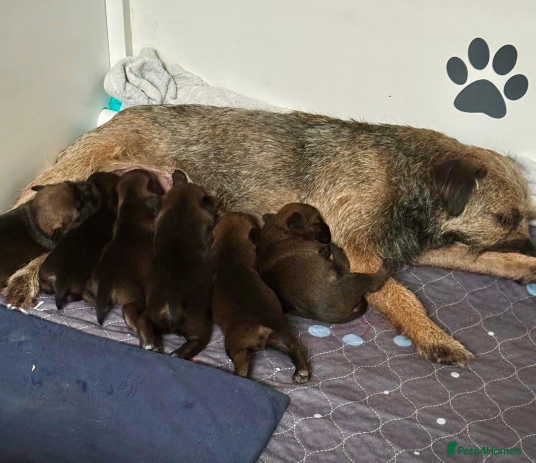 Border Terrier dogs for sale: Slem clear KC Registered  Border Terriers  - Image 2