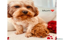 Cavapoo dogs for sale: F1B cavapoo girl  - Image 11