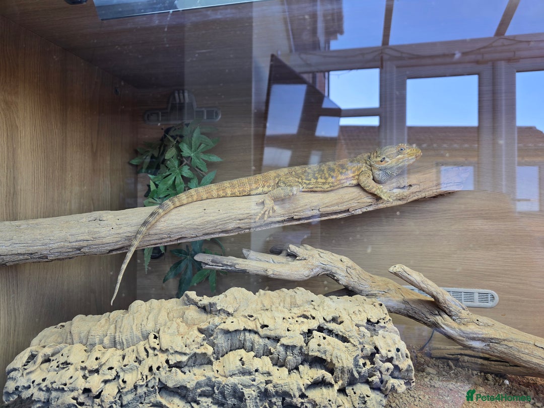 Bearded Dragon reptiles for sale: Bearded Dragon and full setup - Image 2