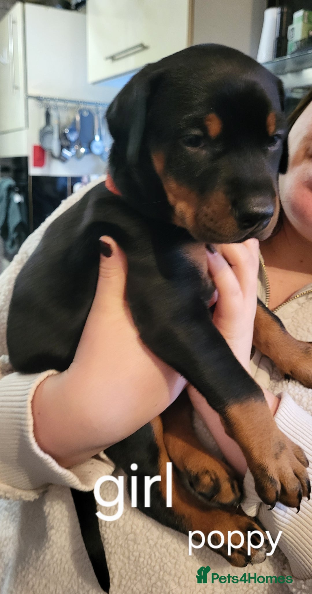 Dobermann dogs for sale: 2 beautiful doberman puppies - Advert 3