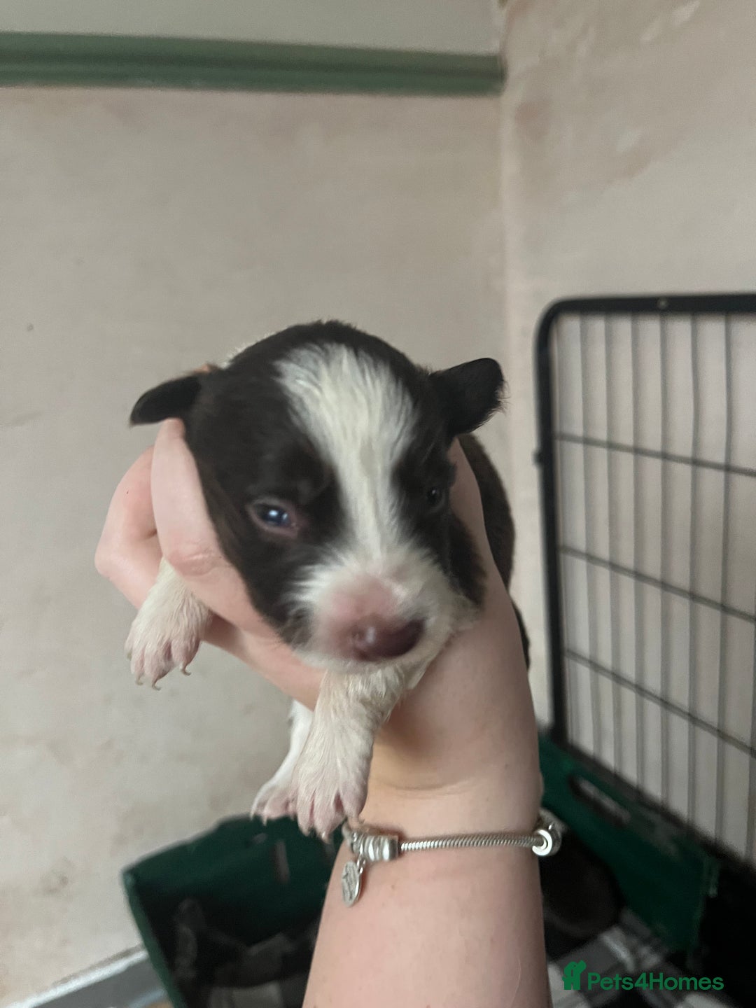 Border Collie dogs for sale: Litter of 7 border collies - Advert 15