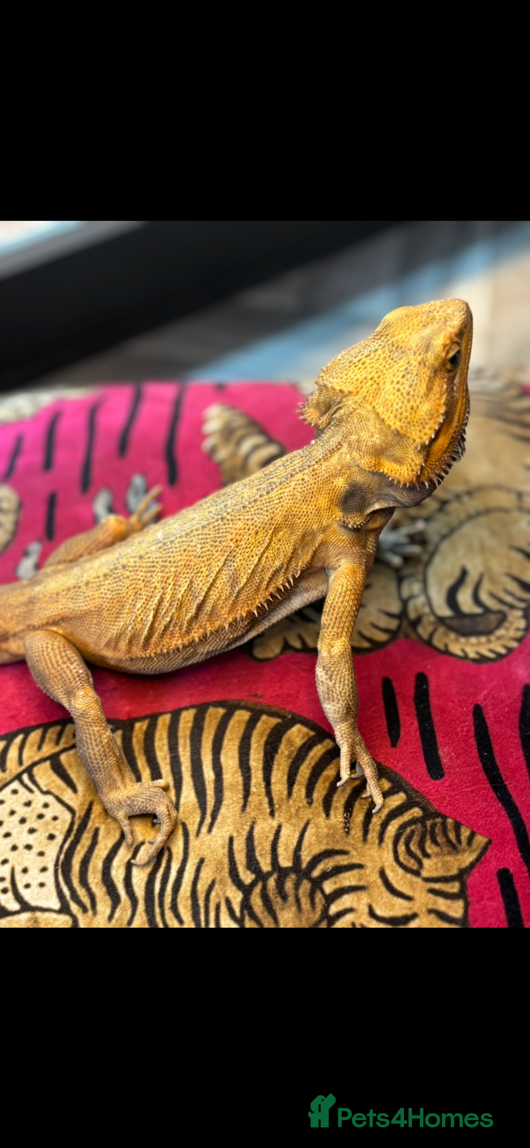 Bearded Dragon reptiles for sale: Citrus lather back male bearded dragon - Advert 2