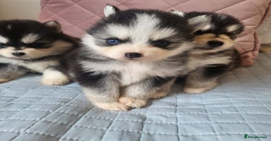 Pomsky dogs - Advert 16