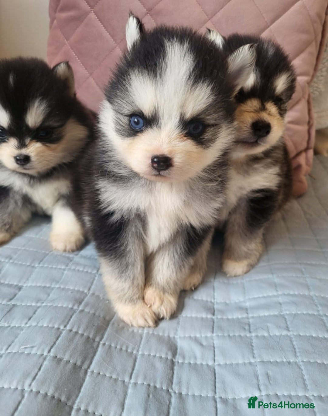 Pomsky dogs for sale:  toy size multi-generational pomsky puppies  - Image 2