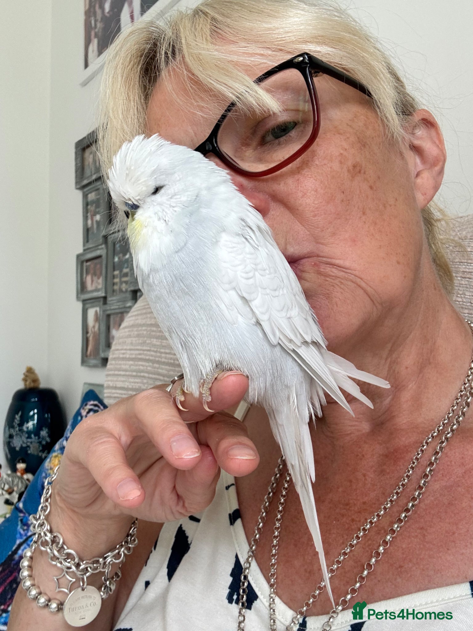 Budgerigars birds Super Tame Exhibition Budgie - Advert 22